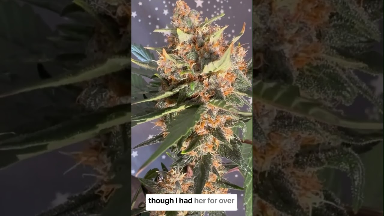 Harvest Time - Grow on the Go - Episode 8 - Fast Buds #shorts