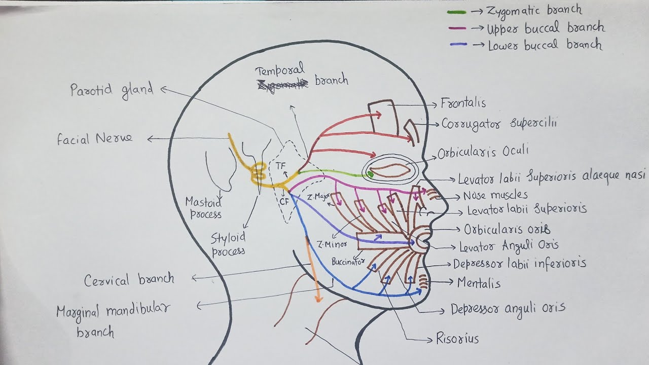 NERVE SUPPLY OF FACE ( Motor supply )