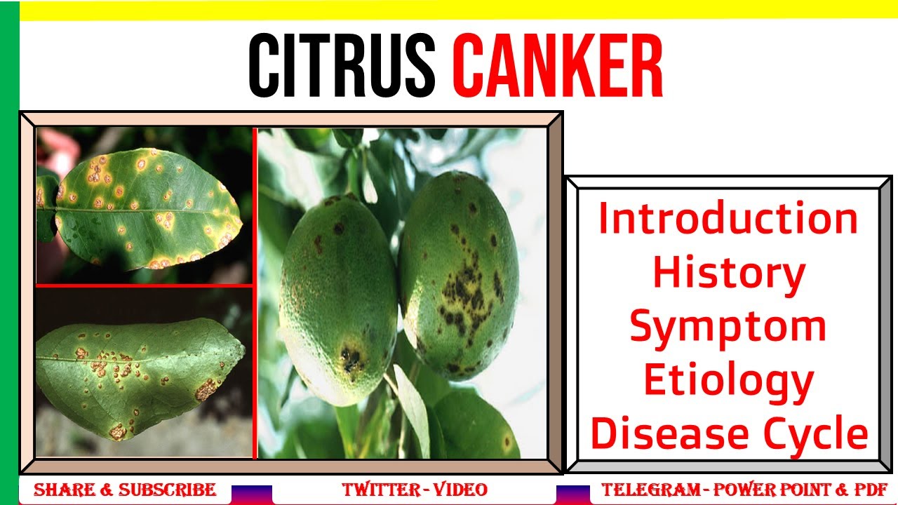 Citrus Canker, Intro, History, Symptom, Etiology, Disease Cycle | X. citri subsp. citri | PHF #