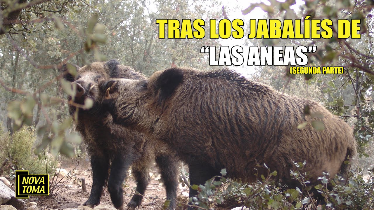 TRAS LOS JABALIES DE LAS ANEAS SEGUNDA PARTE okok