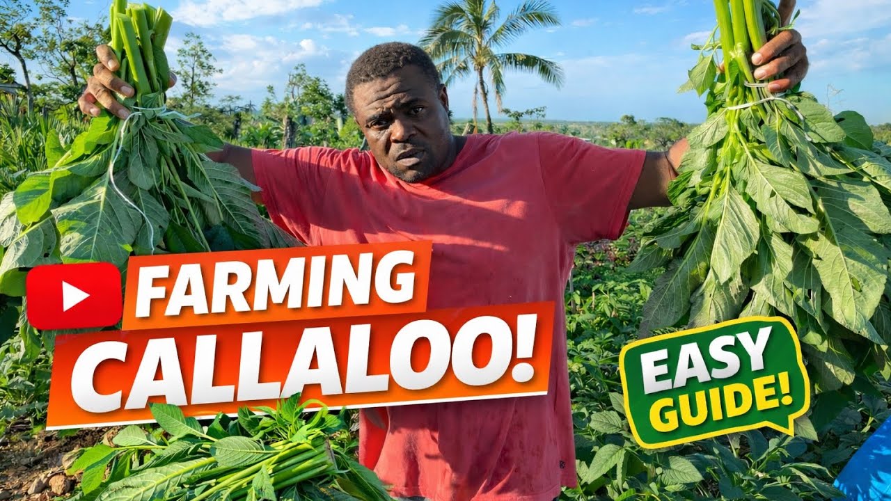 FARM LIFE IN JAMAICA 🇯🇲 