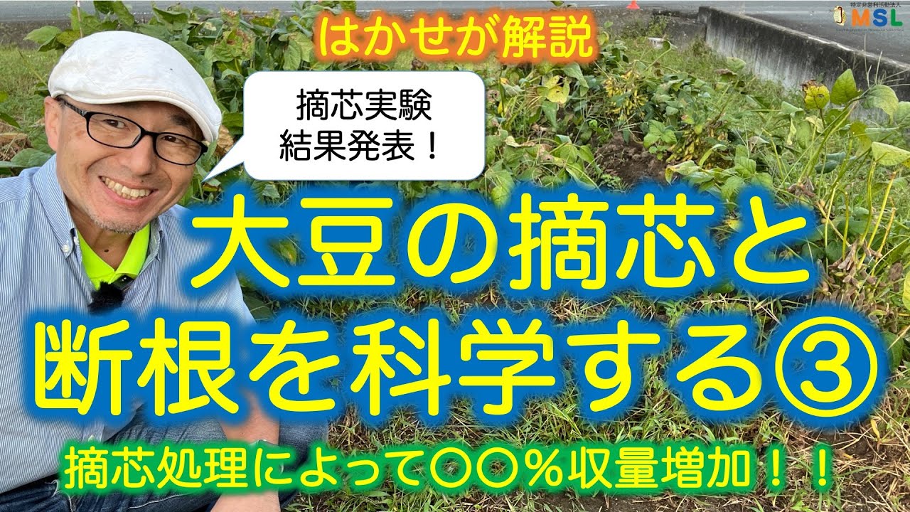 はかせが解説「大豆の摘芯と断根を科学する③」摘芯処理によって収量〇〇％増加！！