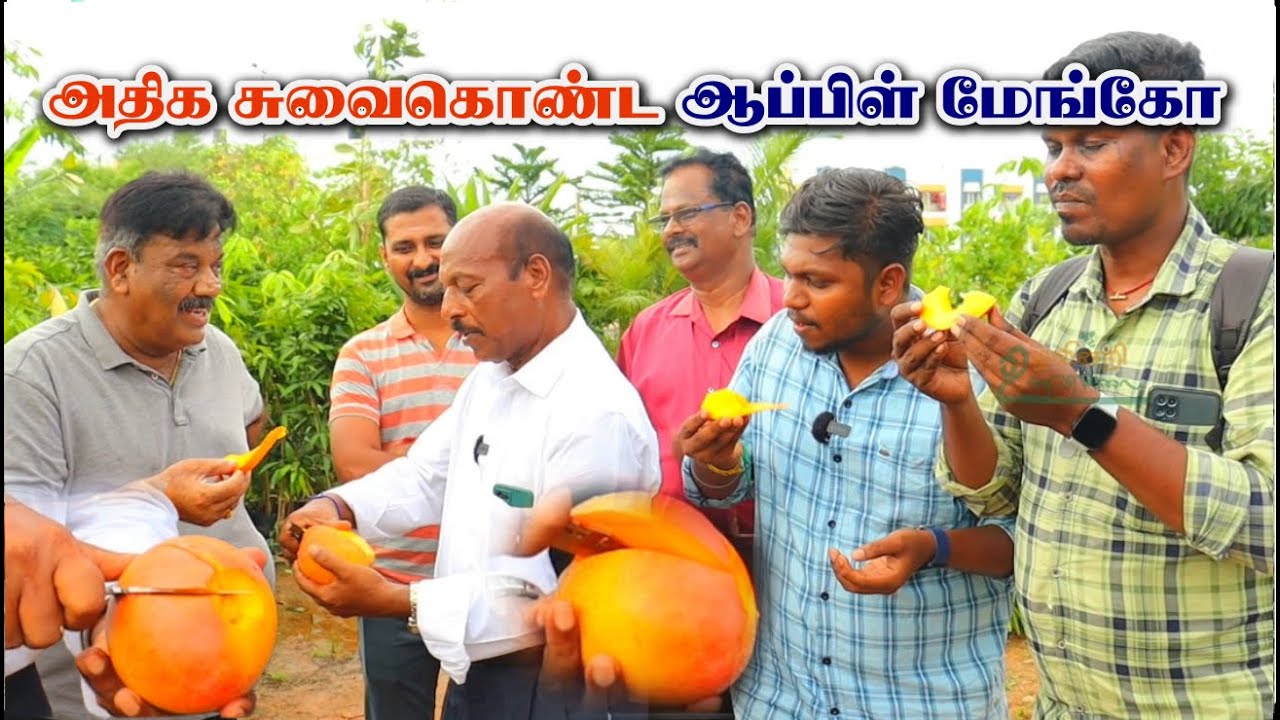 R2E2 Imported Australian Mango | Apple Mango Taste | Tasting Jumbo Red Mango in Chennai