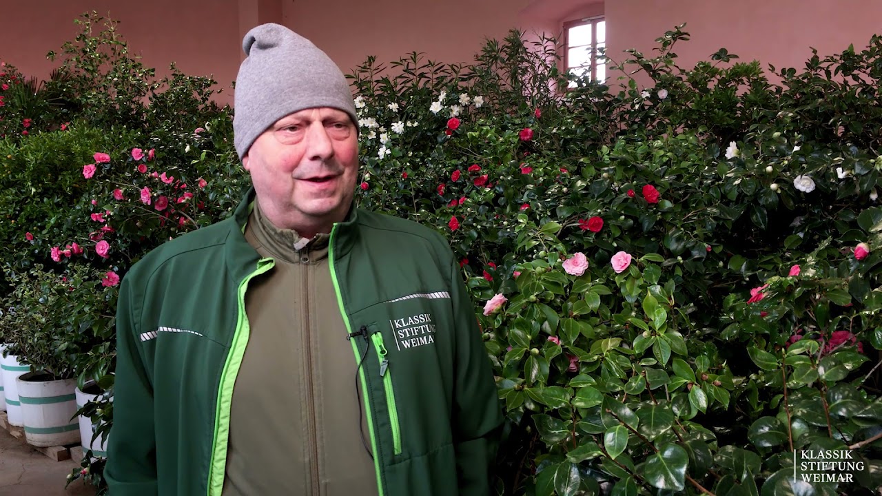 Blütenmeer in Belvedere: Die Kamelien