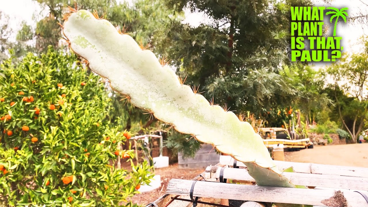 FAST and SLOW GROWING DRAGON FRUIT VARIETIES MEGA MIX ( Bruni, Dark Star, Cosmic Charlie, Palora )