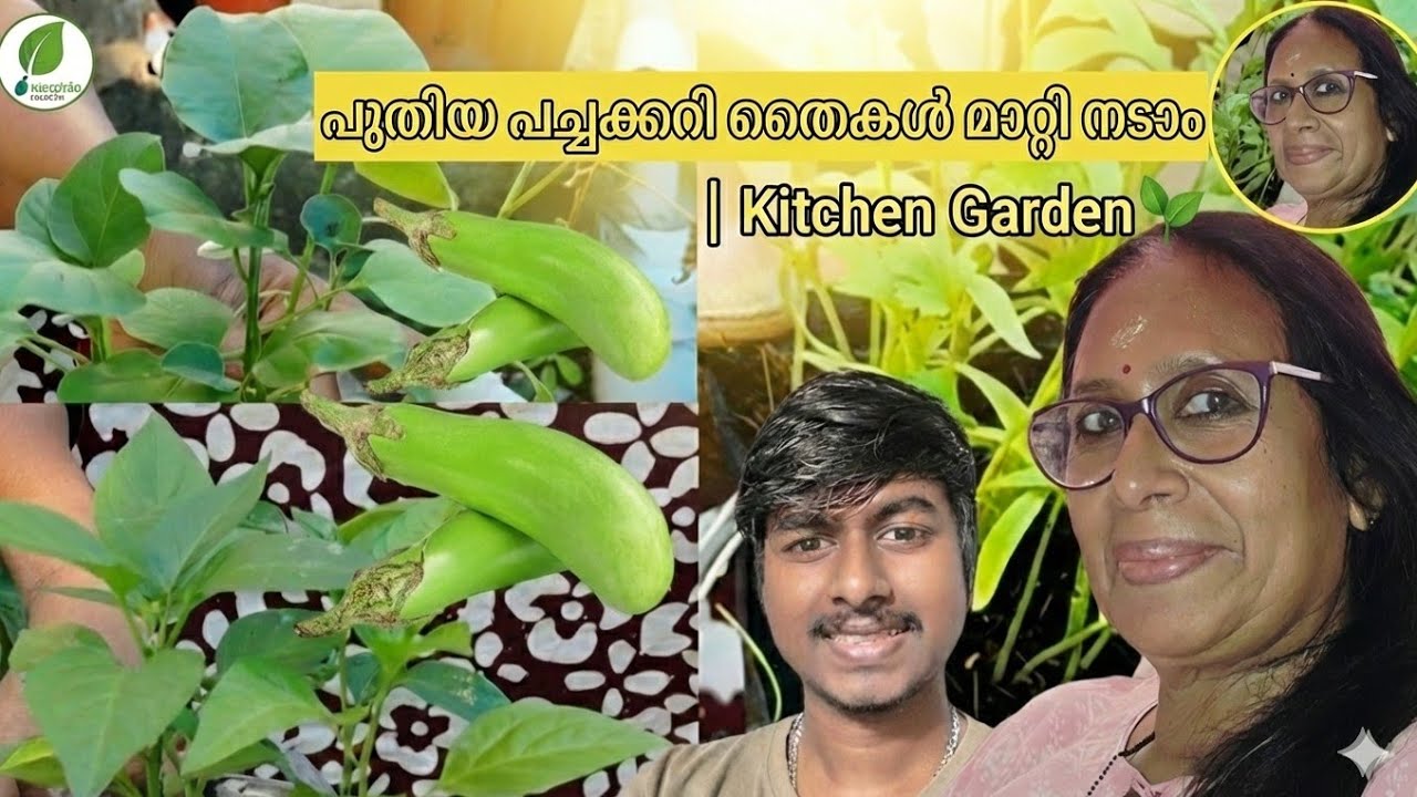 പുതിയ തൈകൾ നടാം 🌿 | Kitchen Garden Malayalam
