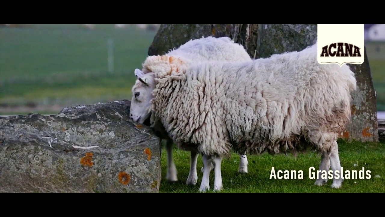 Grasslands, Pacifica и Wild Prairie: три вида корма Acana для кошек