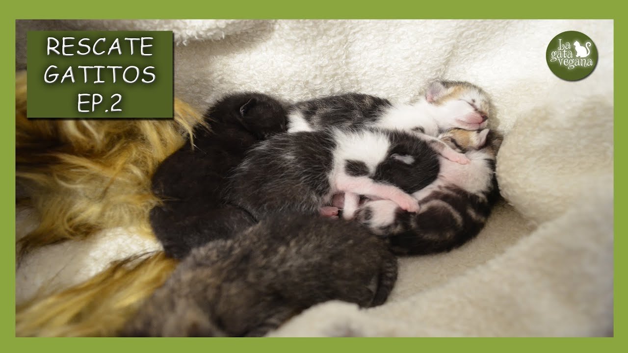 RESCATO 5 GATITOS RECIEN NACIDOS ABANDONADOS | EIRA, AIDEN, ARKO, KOSMO Y MAUSI | EP.2 DÍA 2 AL 4