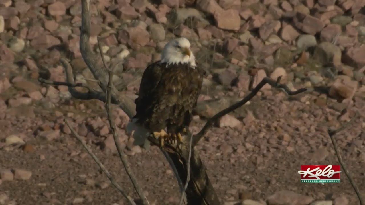 Bald eagles putting on aerial show along the Missouri River