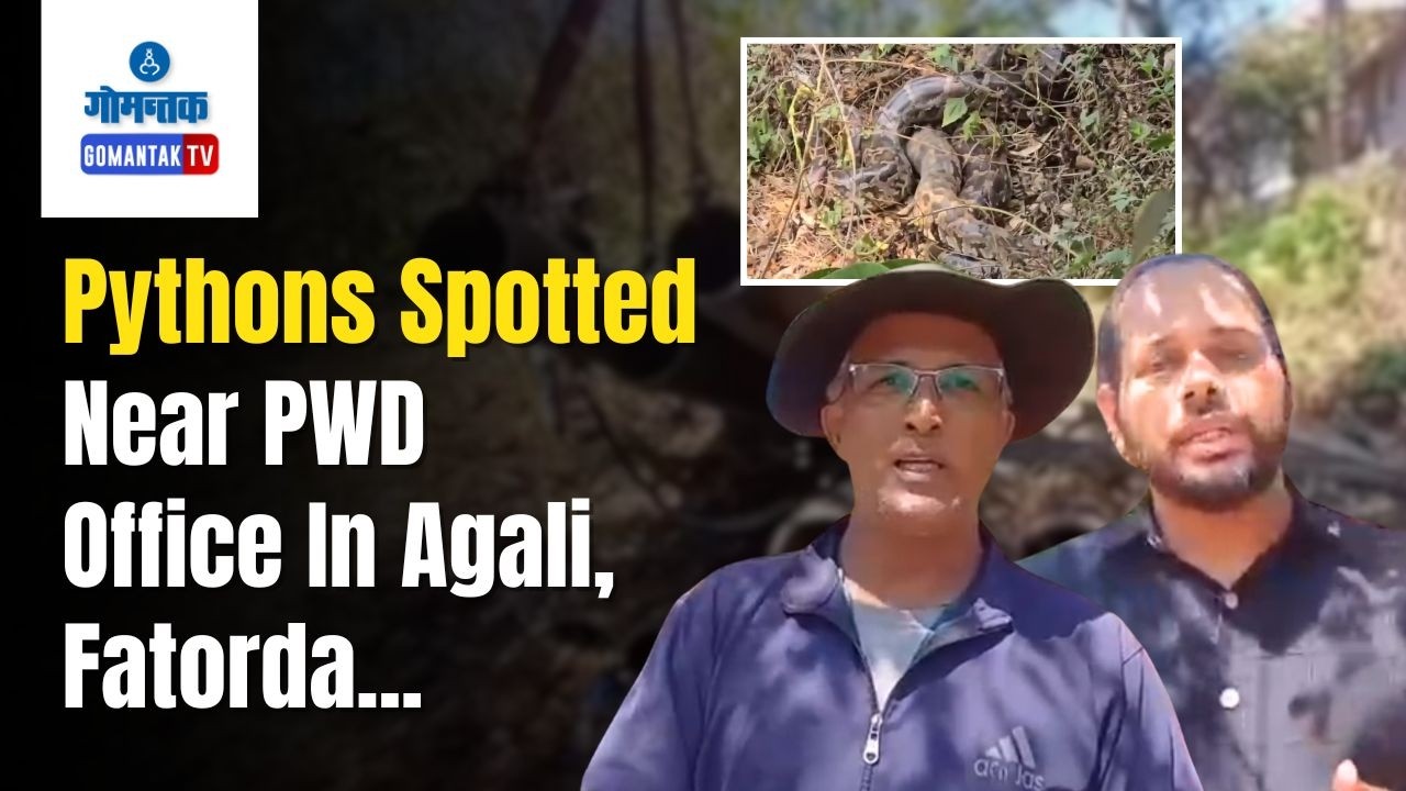 Fatorda Python spotted - Pythons Spotted Near PWD Office In Agali, Fatorda | Gomantak TV