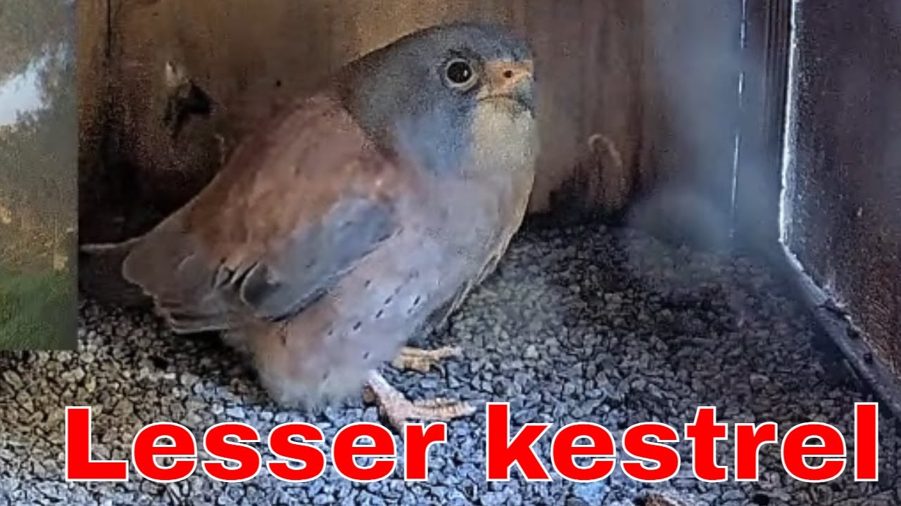 Congrats! Male Lesser Kestrel Enters the Nest Box &mdash; Real Time Nest Life 🦅🔥