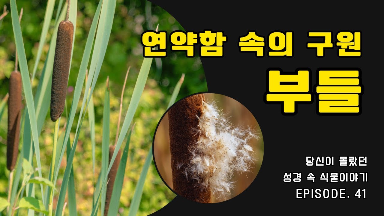 🌿당신이 몰랐던 성경 속 식물이야기, 마흔한번째 부들 입니다.