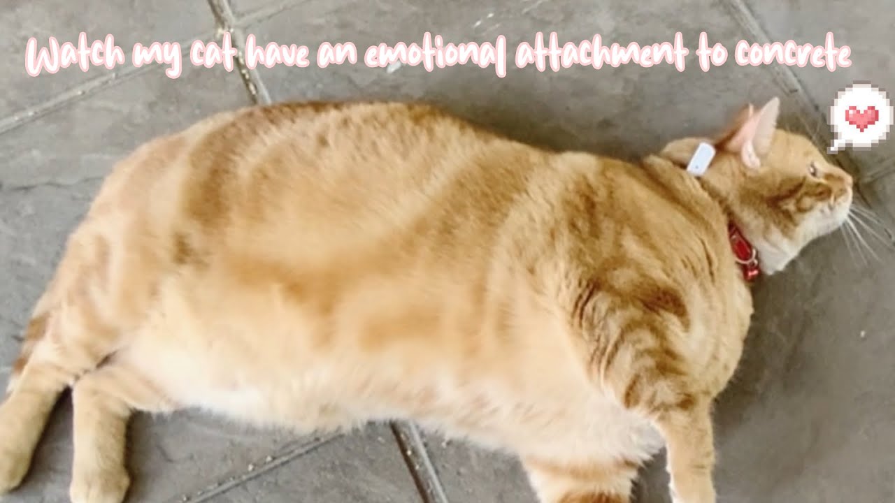 Watch my cat have an emotional attachment to concrete 🫧🤍