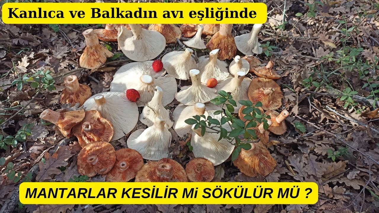 Mantarlar keserek mi sökerek mi toplanır, Mantar nasıl toplanır, Kanlıca mantarı, Balkadın mantarı