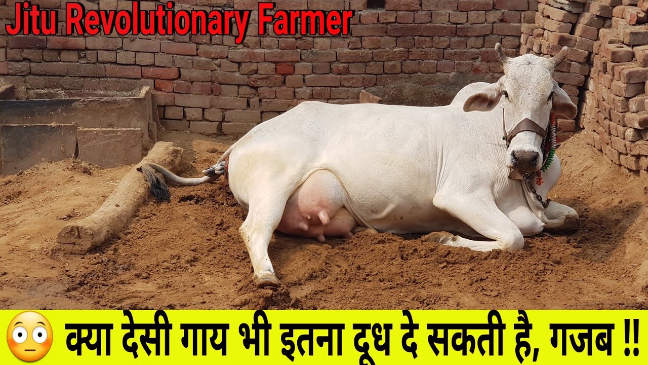 👍दूसरे ब्यात में 18+ किलो दूध.
बिल्कुल शांत, सुशील गौधन. Super #HaryanaBreed Cow.👍