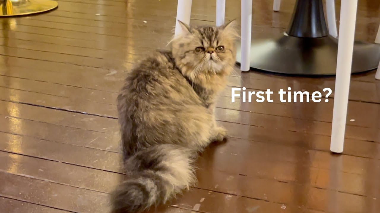 visiting a cat cafe 😺🍵 | first-timer 🙋🏻‍♀️