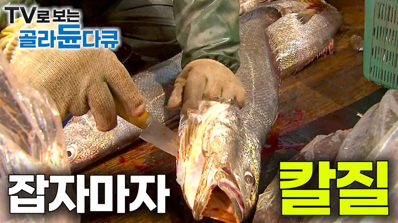 목표는 한 놈! 나머지는 횟감으로 썰자! 뱃길로 꼬박 7시간 망망대해 바다 폭풍 속 9박 10일 겨울 민어 전쟁｜국내 최대 황금어장｜만선 민어잡이｜풍어｜극한직업｜#골라듄다큐