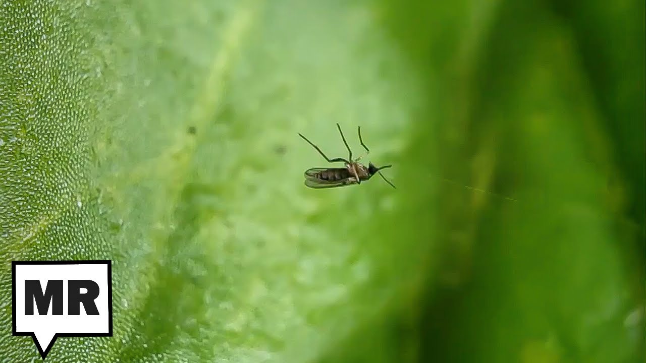 What The World Will Be Like Without Insects
