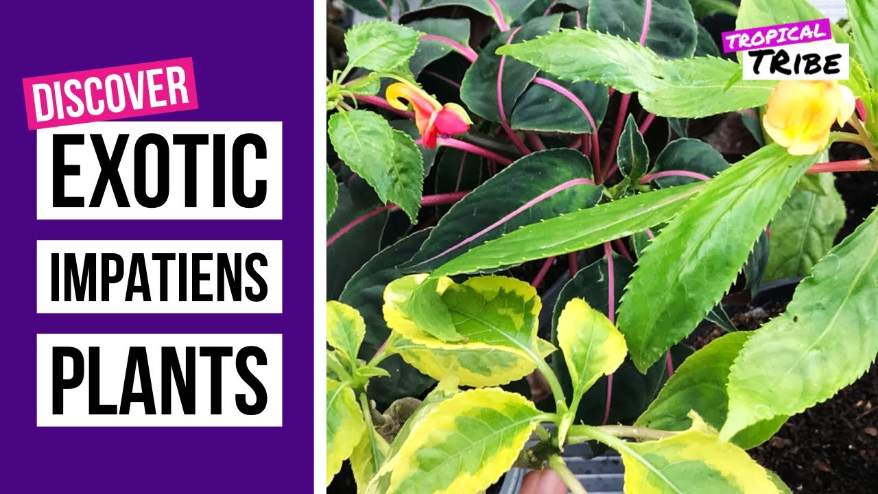 A tour of my exotic Impatiens collection