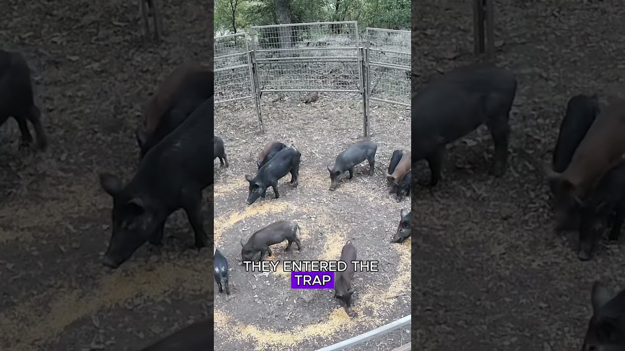 Wildschweinfalle #Tiere #Wildtiere #Wildtiere #Wildschwein