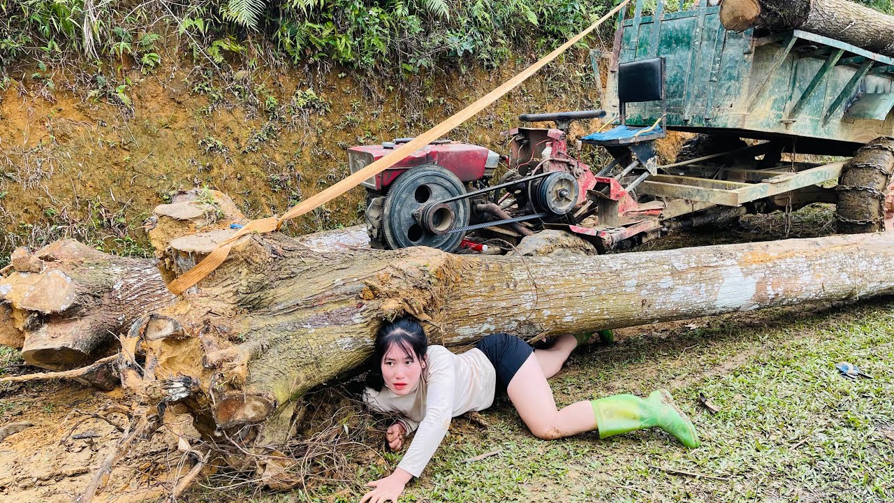 Agricultural vehicle transporting wood; girl with the skill to lift giant trees.