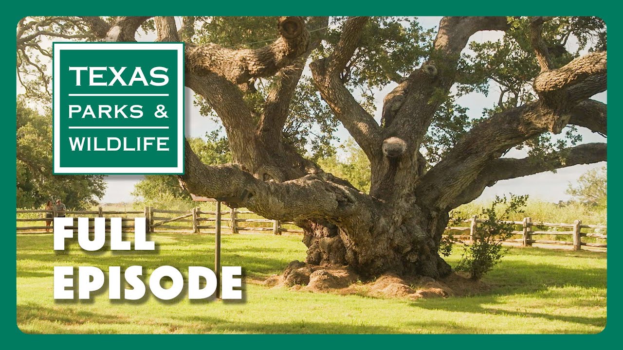 PBS Show - Famous Trees of Texas & More