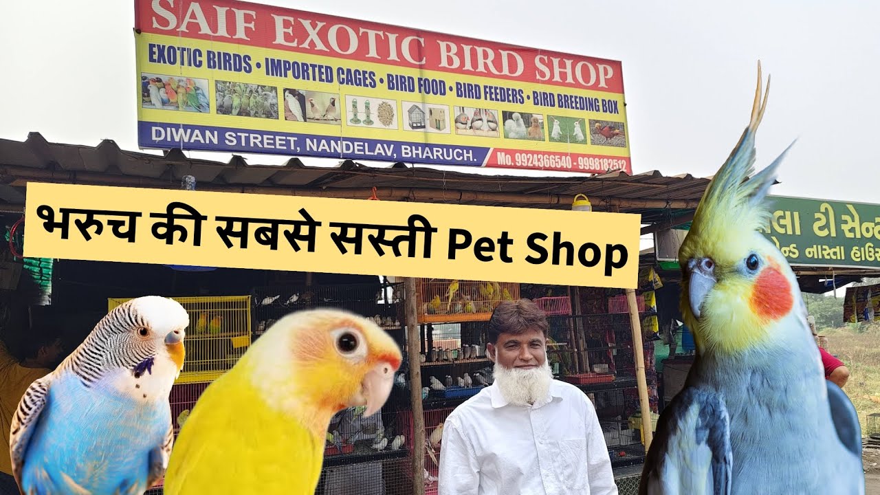 एक अनोखी पेट शॉप !!! | Pet Shop in Bharuch | Budgies, Cockatiel, Sun Cheek Conure & Finches