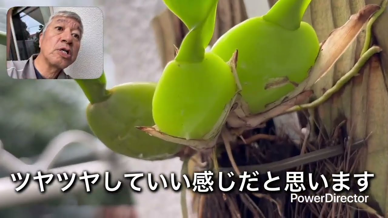 寒くなる前に！洋ラン４種の屋内取り込み