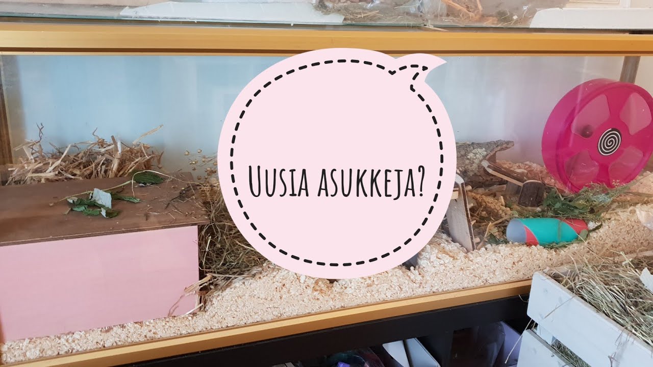 Tilauksia ja asumuksen sisustusta🐹