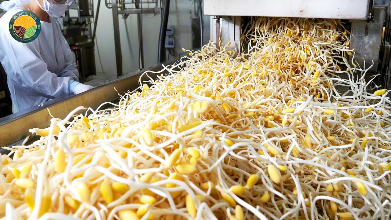 How Bean Sprouts Are Processed: Mass Production in Japan's Largest Vegetable Factory