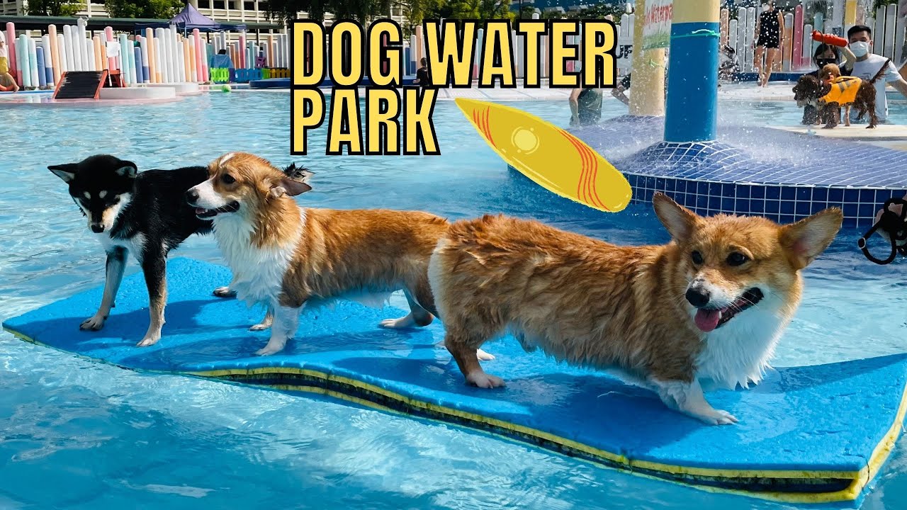 Corgi Goes Dog Waterpark Wag & Wild