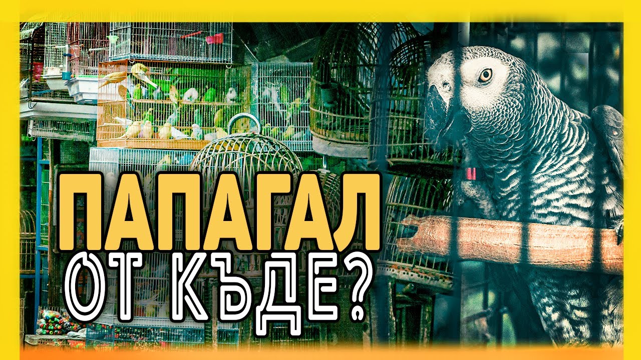 От къде да си вземем ПАПАГАЛ?