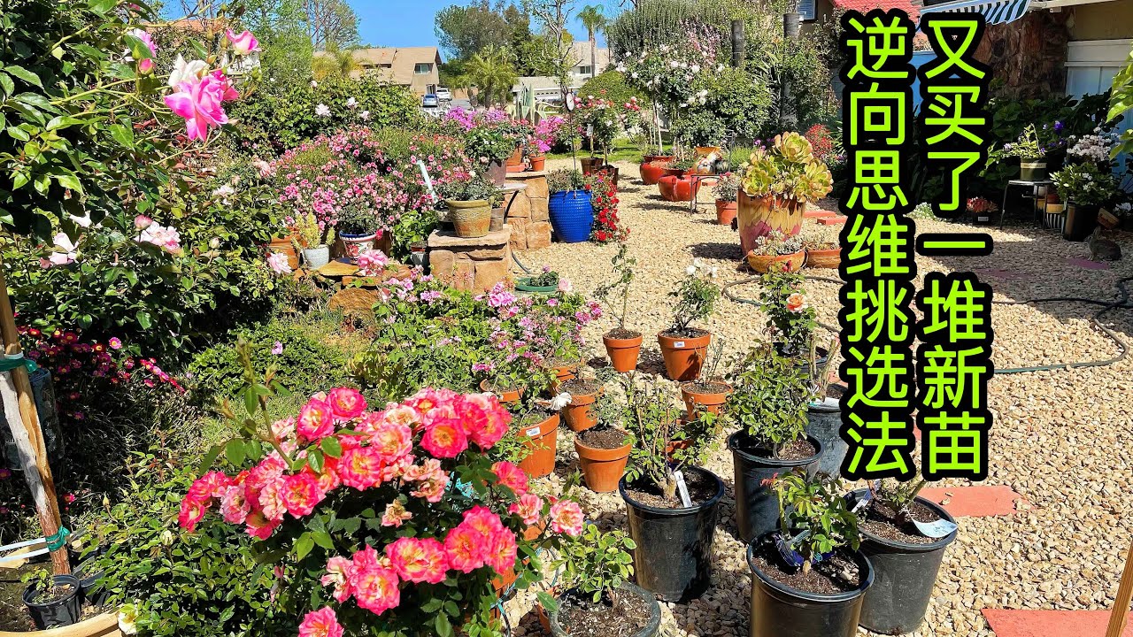 园艺篇375 月季玫瑰逆向思维挑选法！