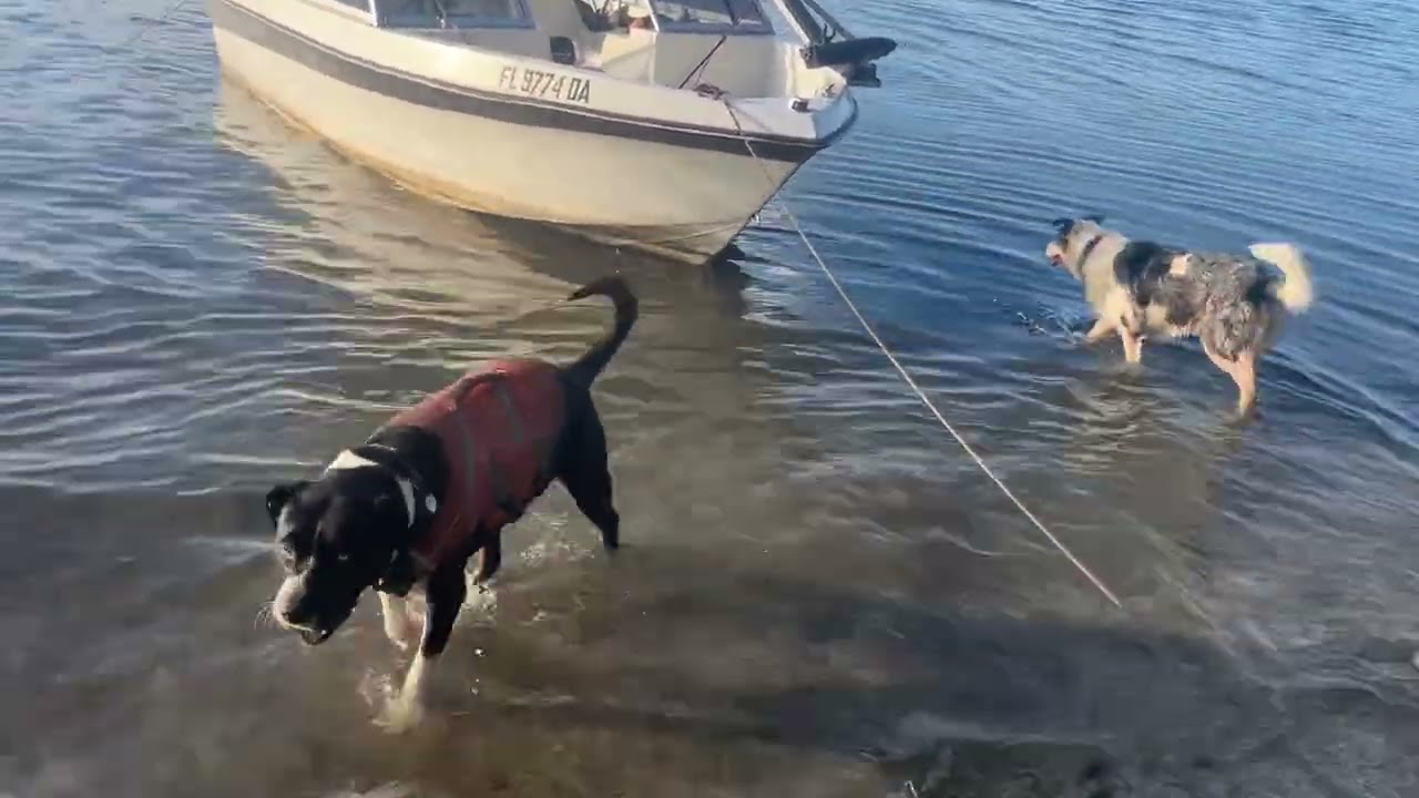 Dogs at play