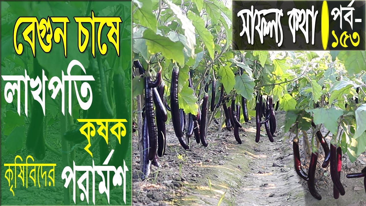 বেগুন চাষে লাখপতি কৃষক | কৃষিবিদের পরামর্শ | বেগুন চাষের আধুনিক পদ্ধতি | Safollo Kotha 153
