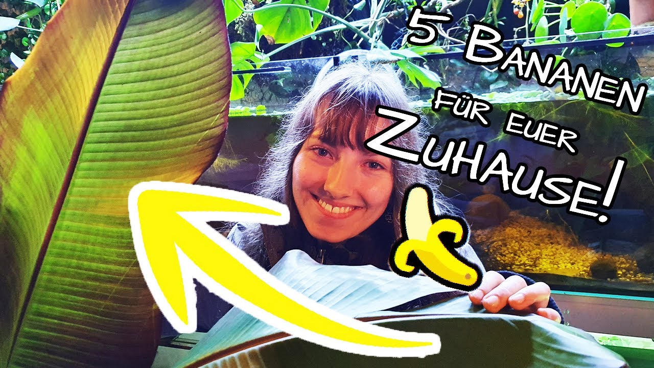 5 außergewöhnliche Zimmerbananen für euer Zuhause! 🍌 | Zierbananen