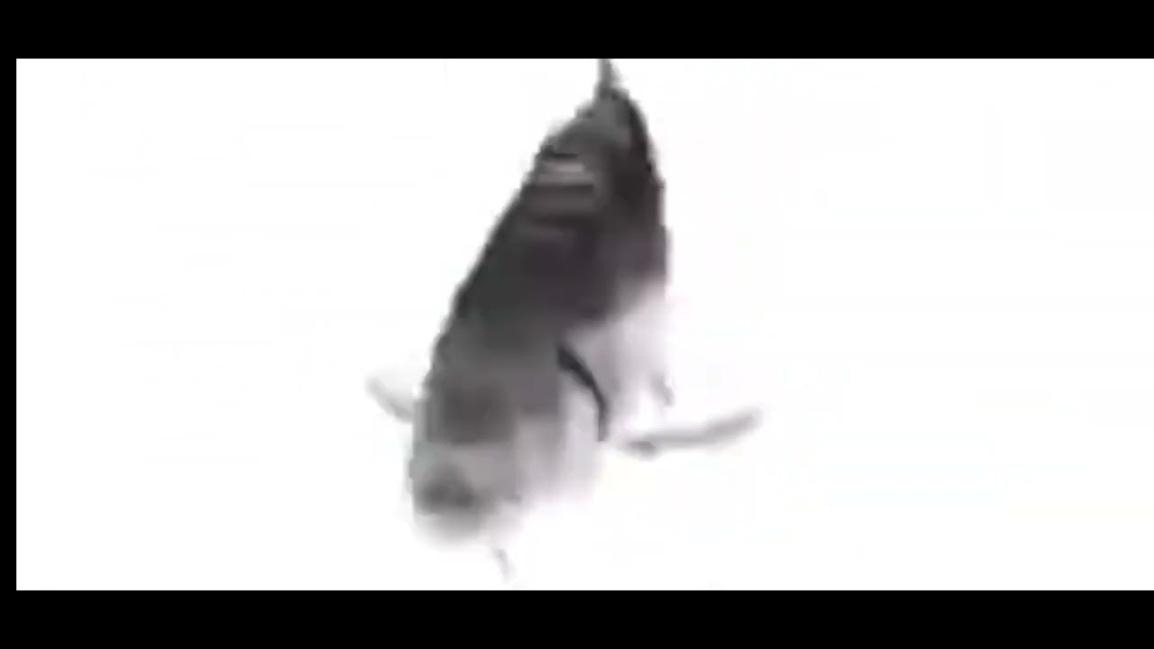 Spining Fish Meme