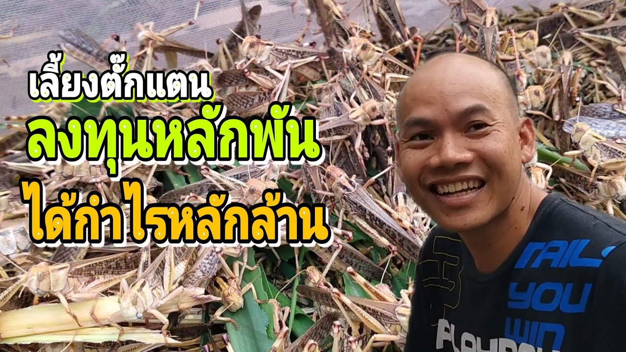 เลี้ยงตั๊กแตน ลงทุนหลักพันได้กำไรหลักล้าน