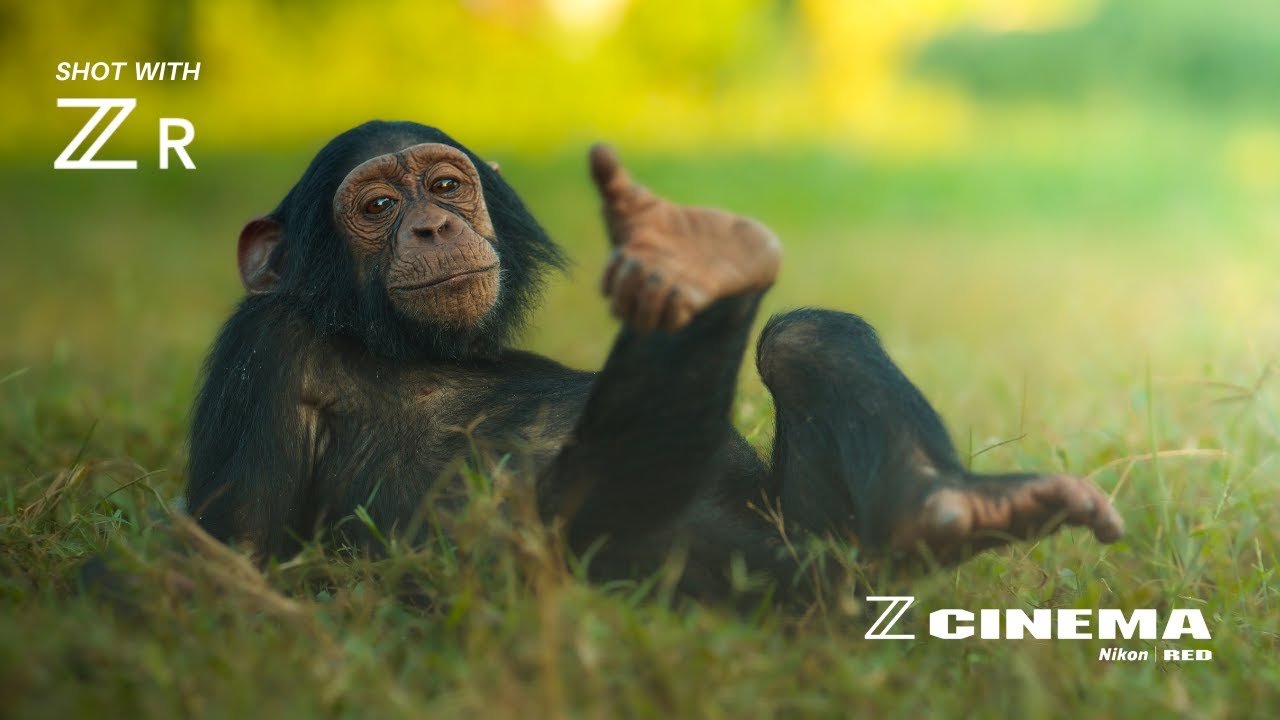 Baby Chimps Being Playful | Nikon ZR | 6K RED RAW