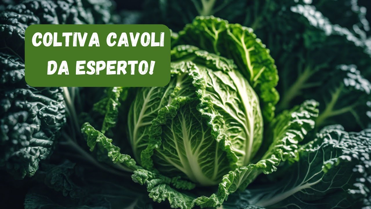 Come Coltivare con SUCCESSO Cavolo Verza e Cappuccio
