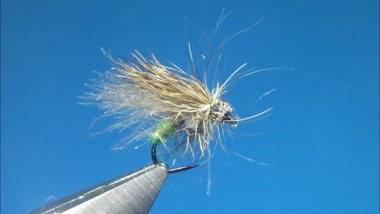 Sedge 