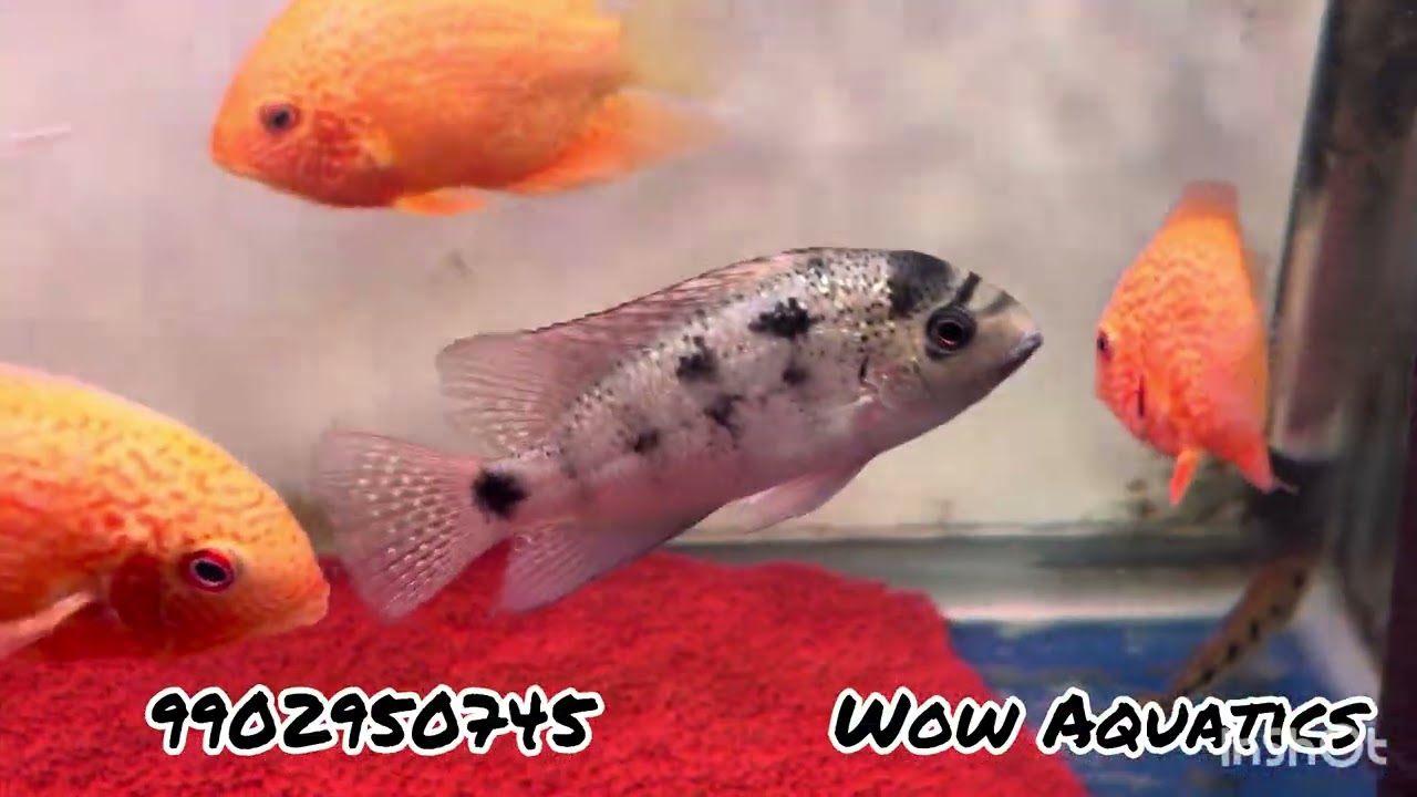 Offer Till Republic Day… Republic day sale #aquarium #fishkeepinghobby #aquariumfish #fish #fish 