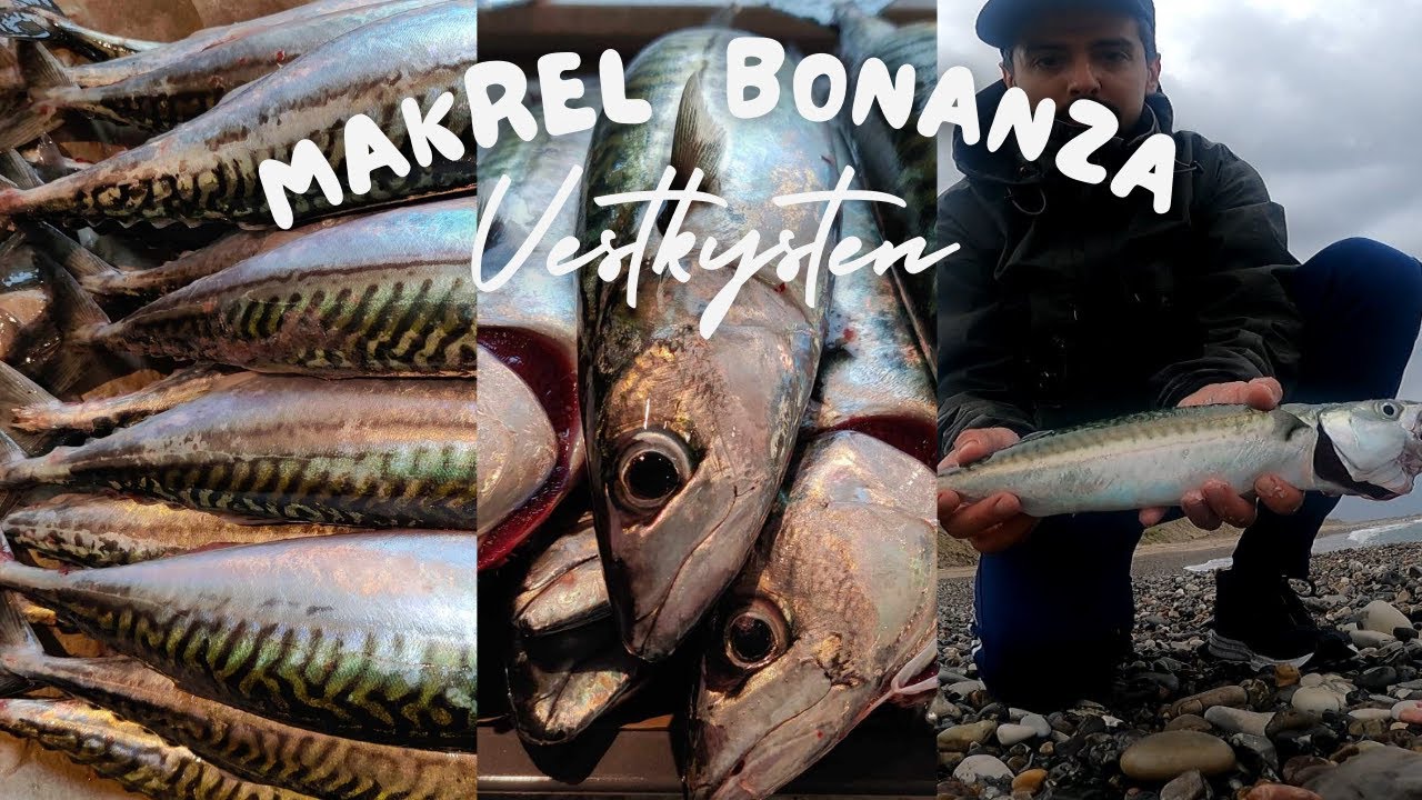 Makrelfiskeri - Morgen Bonanza på den jyske vestkyst!