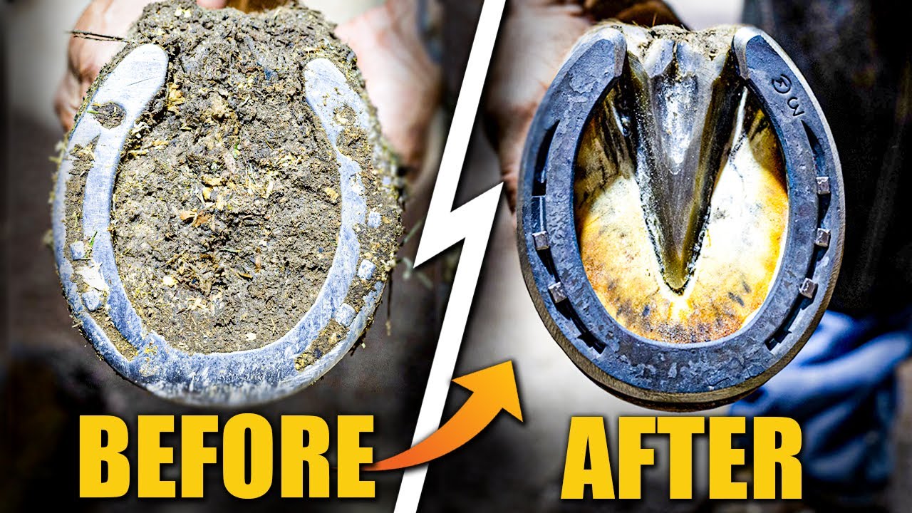 Satisfying full horse hoof restoration| 4K FARRIER ASMR