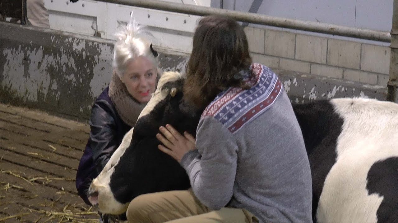 Billy, Ruud en de koe van Utopia in het Rundveemuseum te Aartswoud.