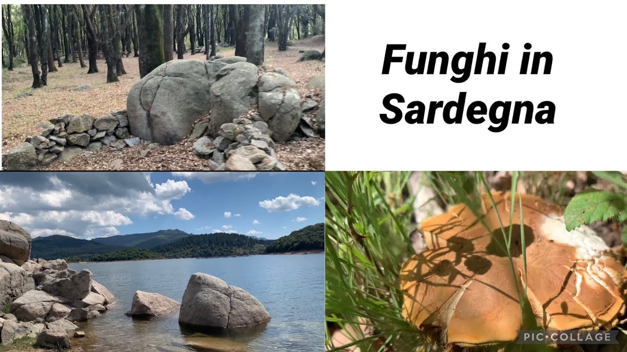 Avventura fungaiola in Sardegna, dove sono i porcini?
