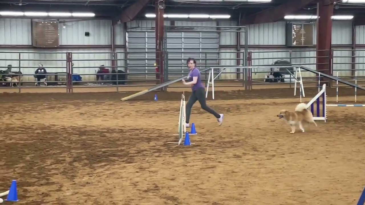 Icelandic Sheepdog Link MACH run