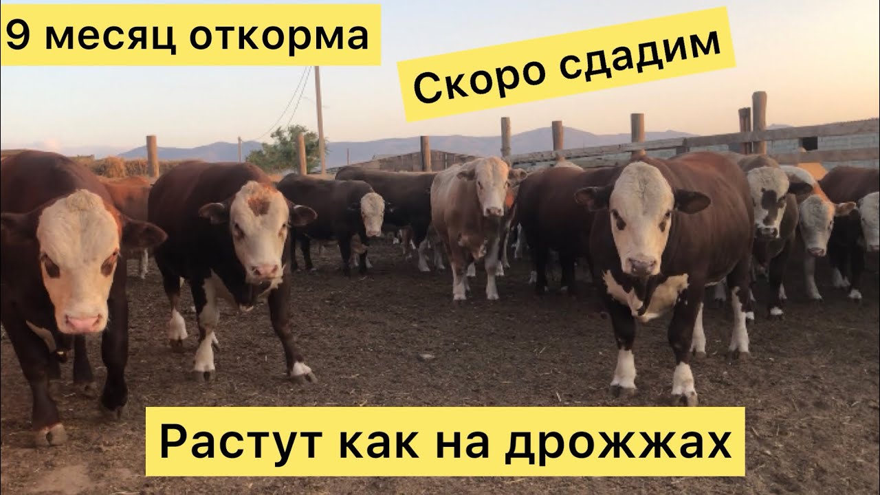Откорм безпривязный в каком возрасте берём Быков и когда Сдаём