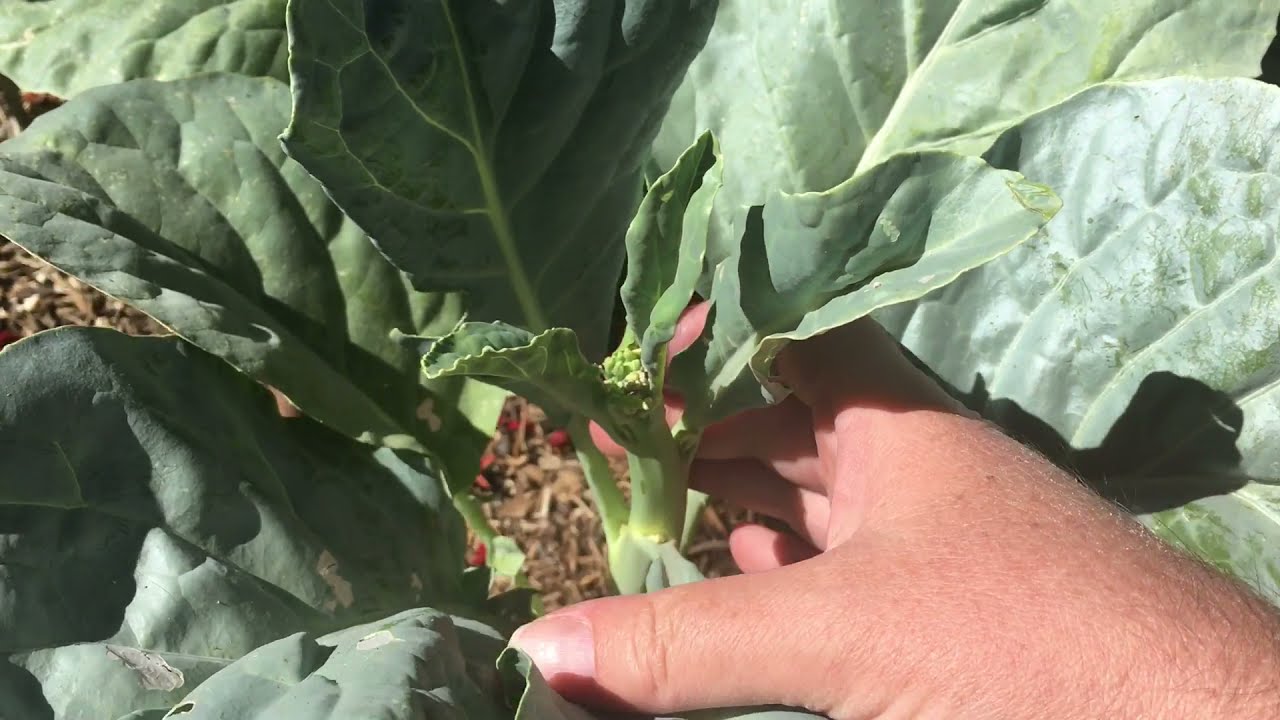 Yod Fah (Chinese Broccoli), Review