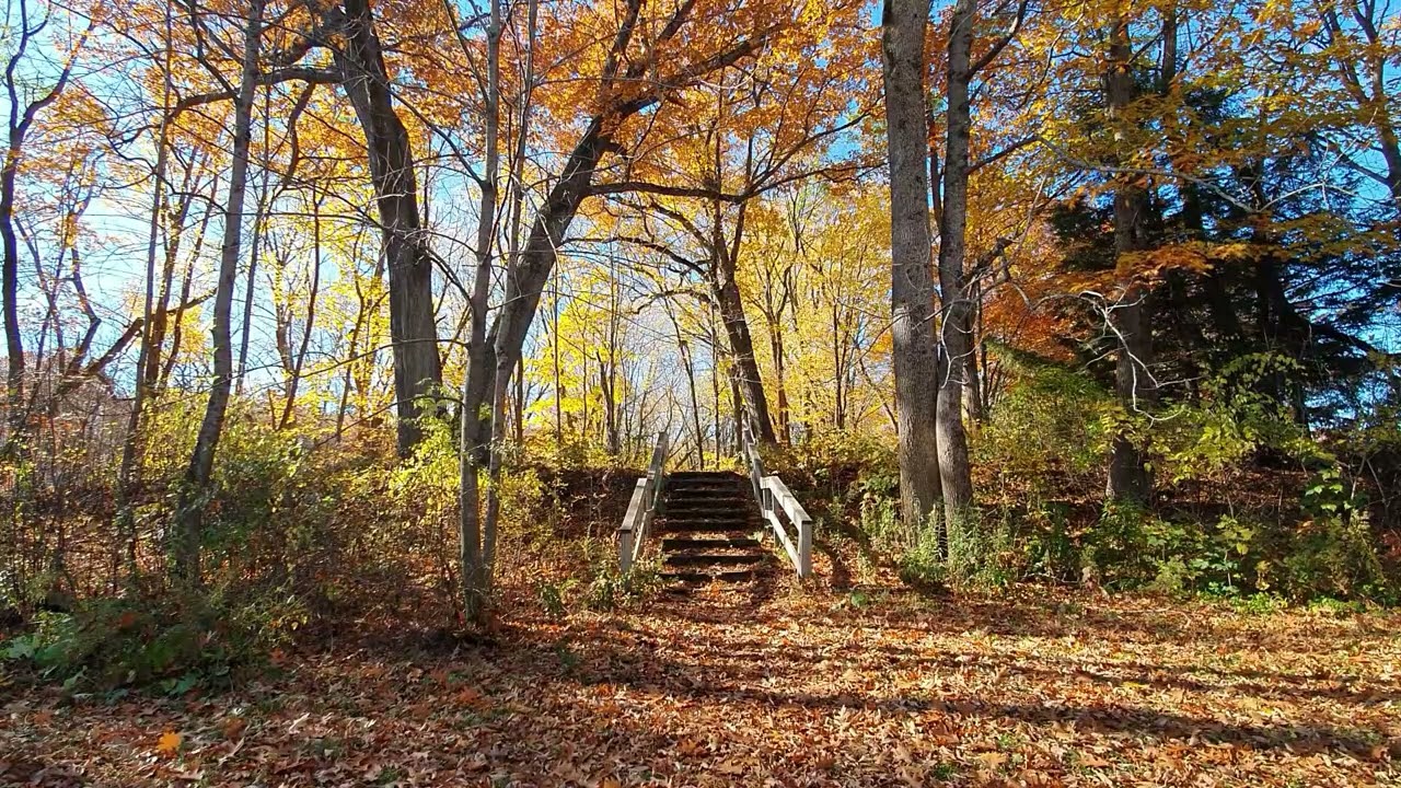 Autumn Forest Sounds with Bird Singing  8 Hours Nature Ambience for Sleep & Study